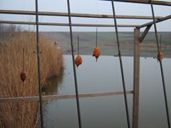 Magura 9 31 - 31 mar.